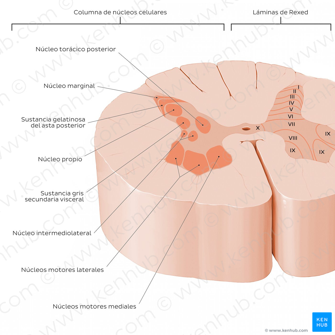 Spinal cord: Cross section (Gray matter) (Spanish)