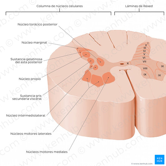 Spinal cord: Cross section (Gray matter) (Spanish)