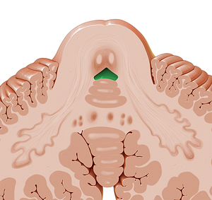 Fourth ventricle (#10722)