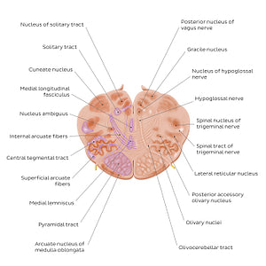 Medulla oblongata: Hypoglossal nerve level (English)