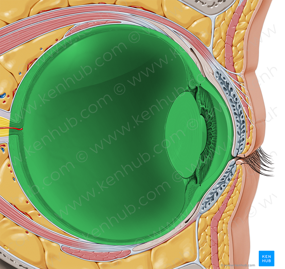 Ocular bulb (#2246)