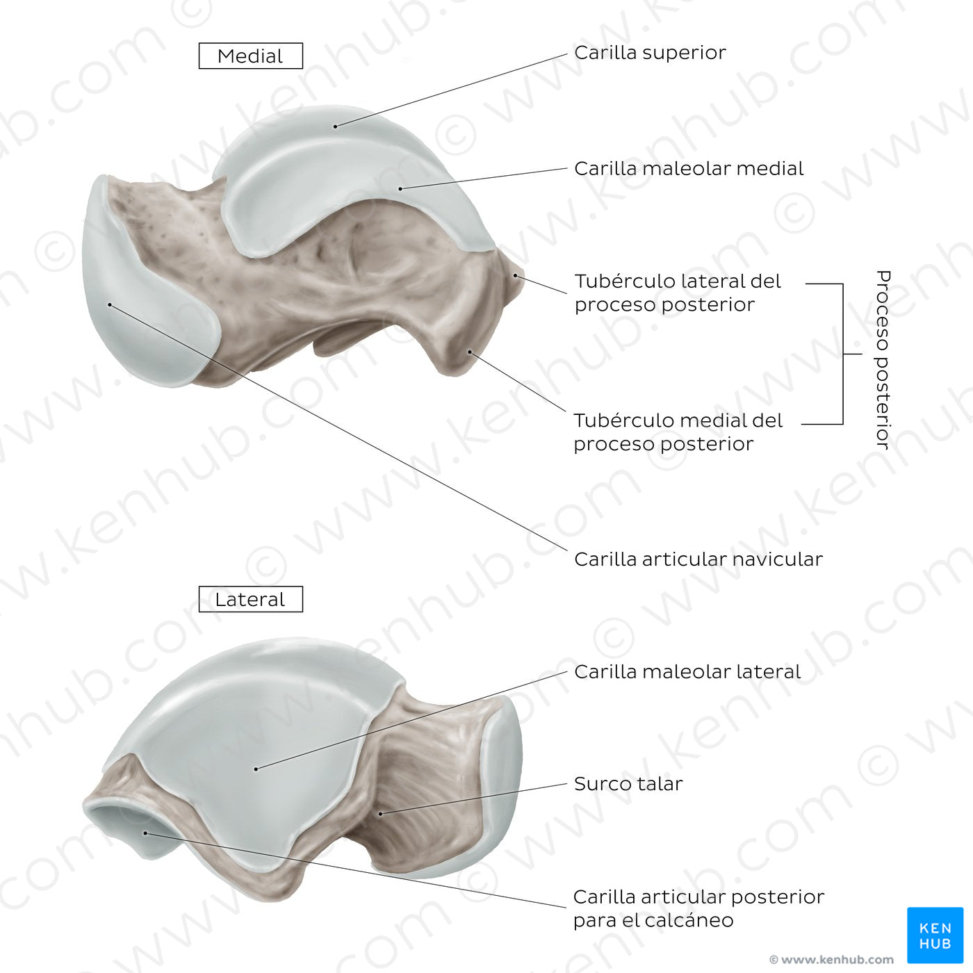 Talus (Medial and lateral view) (Spanish)