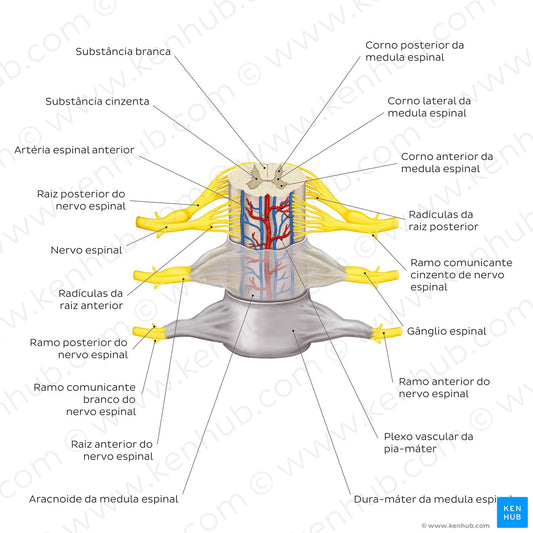 Spinal membranes and nerve roots (Portuguese)