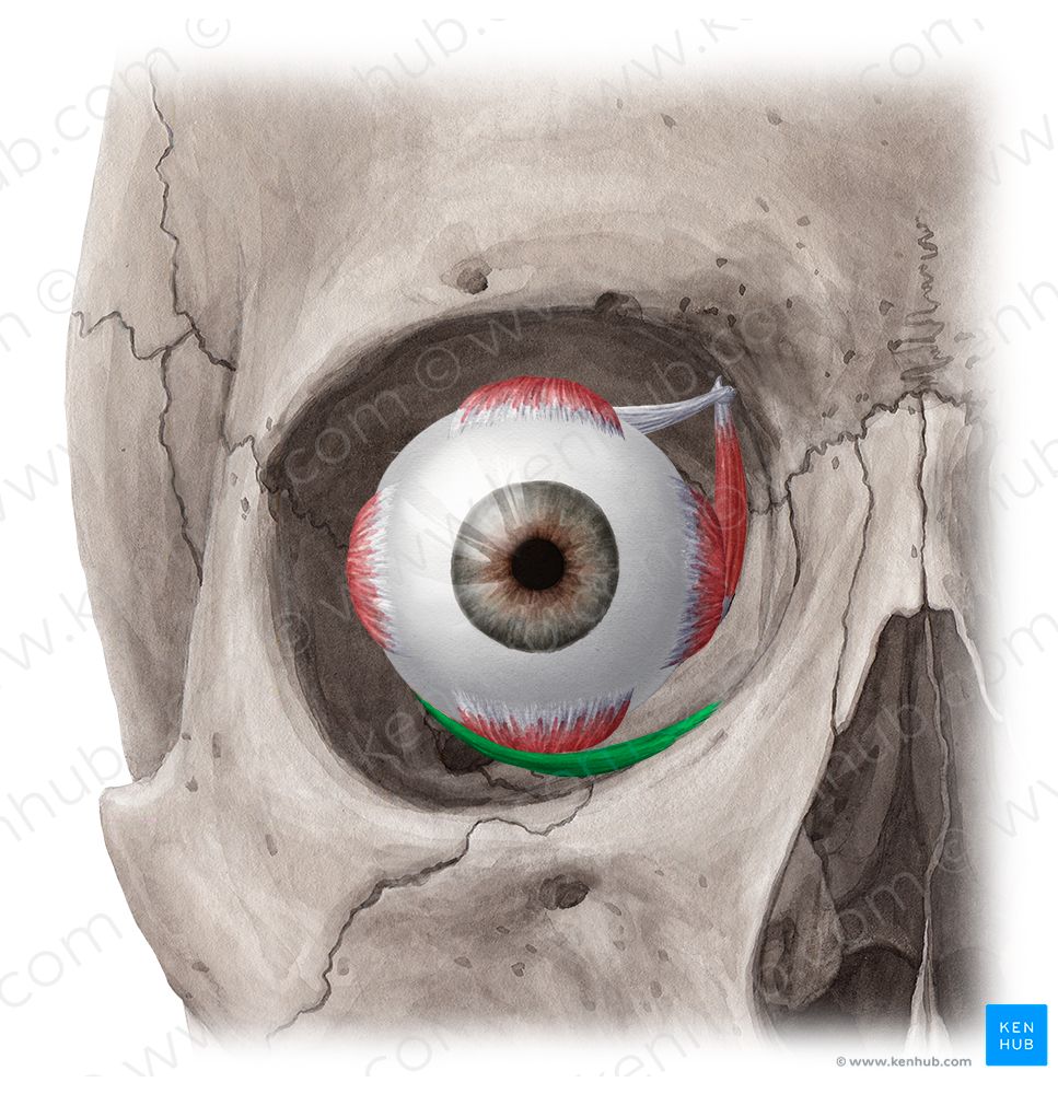 Inferior oblique muscle (#5651)