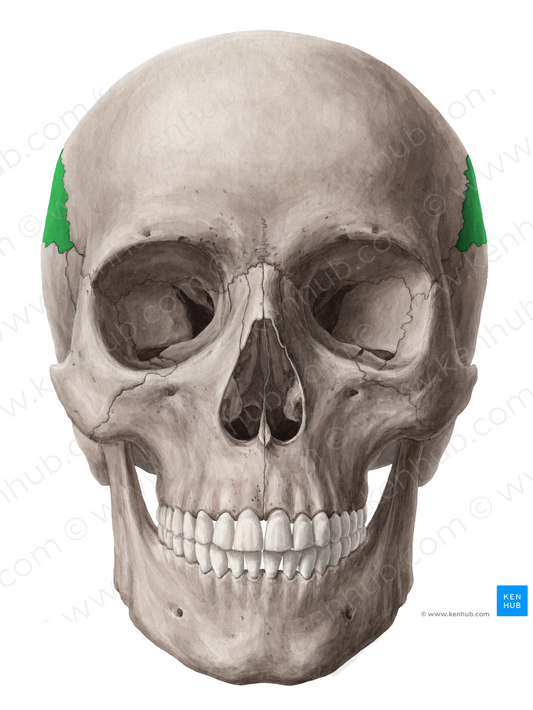 Parietal bone (#7463)