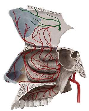 Posterior septal branches of sphenopalatine artery (#8564)