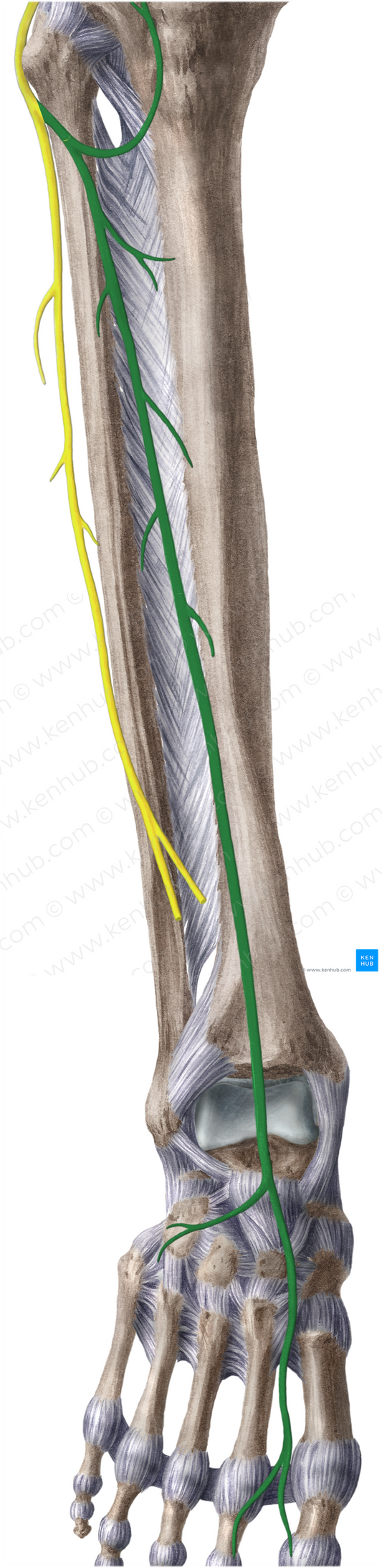 Deep fibular nerve (#6665)