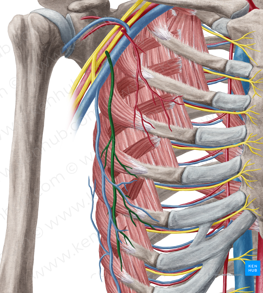 Lateral thoracic artery (#1922)