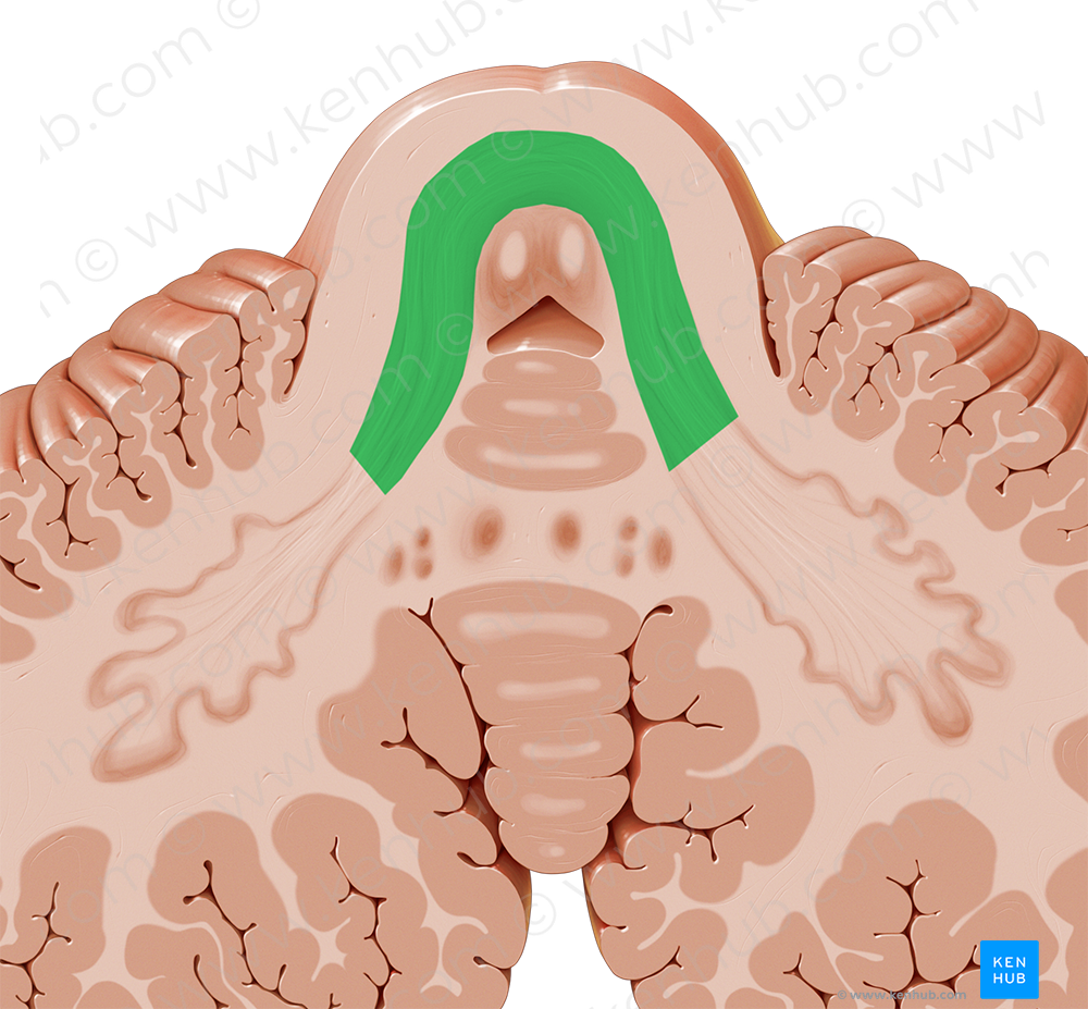 Superior cerebellar peduncle (#7839)