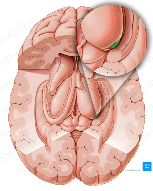 Lateral geniculate body (#2938)