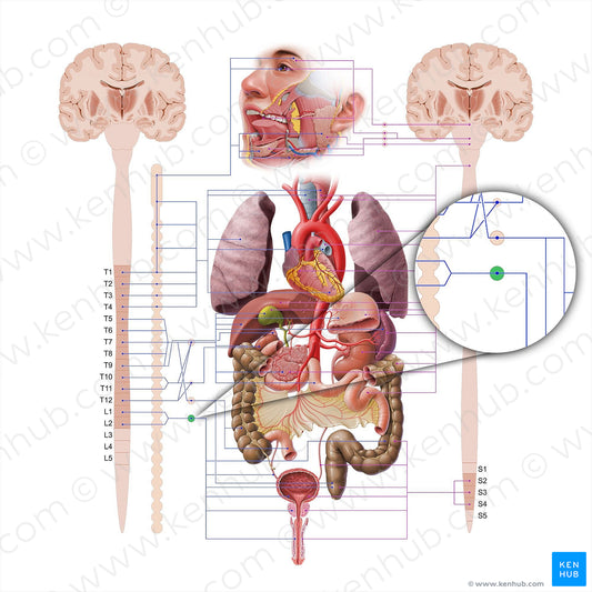 Inferior mesenteric ganglion (#18620)