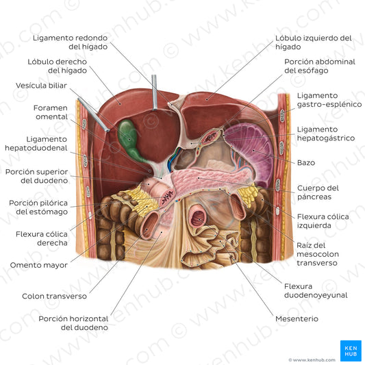 Liver in situ (Spanish)