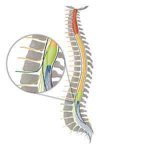 Spinal nerve L1 (#16158)
