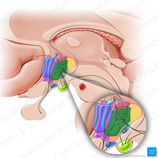 Periventricular hypothalamic nucleus (#10869)