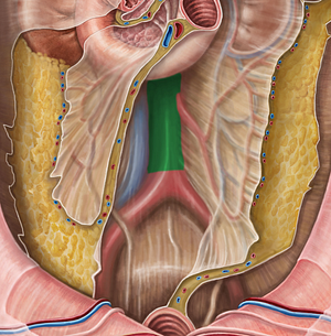 Abdominal aorta (#687)