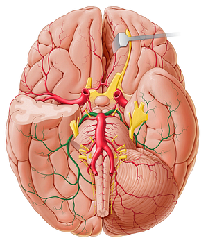 Posterior cerebral artery (#1018)