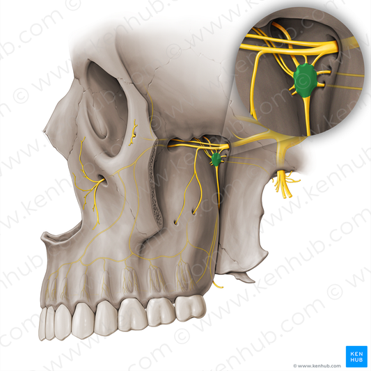 Pterygopalatine ganglion (#18476)