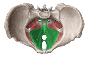 Levator ani muscle (#5538)