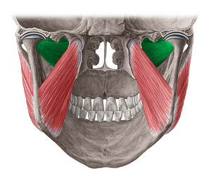 Lateral pterygoid muscle (#5791)