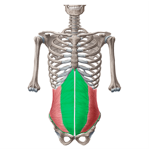 Aponeurosis of internal abdominal oblique muscle (#18223)