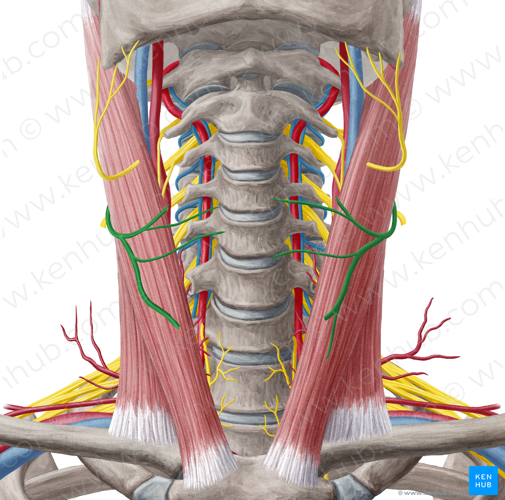 Transverse cervical nerve (#6821)