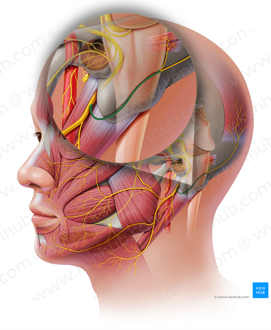 Posterior auricular nerve (#6335)