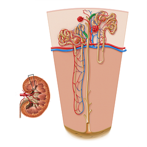 Connecting tubule (#19984)