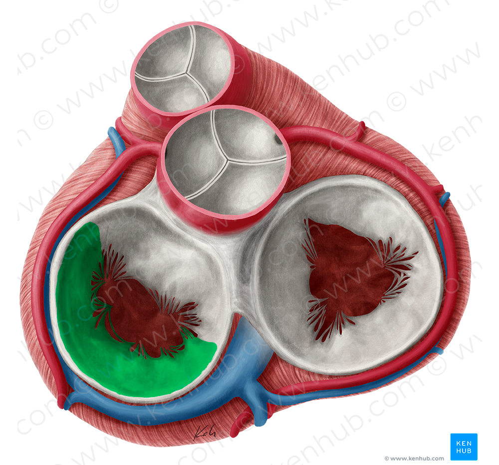 Posterior leaflet of left atrioventricular valve (#3184)