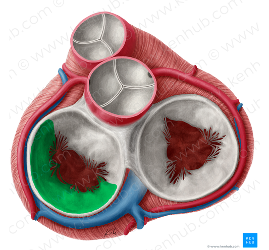 Posterior leaflet of left atrioventricular valve (#3184)