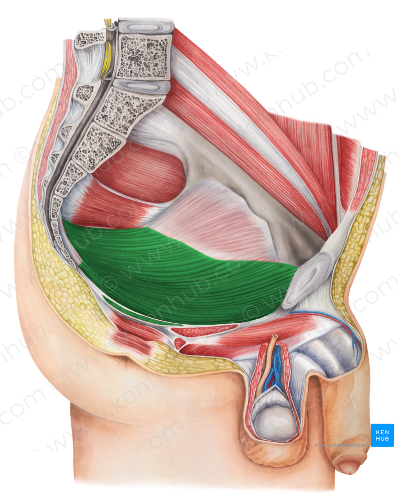 Levator ani muscle (#5532)