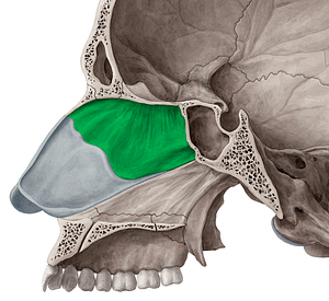 Perpendicular plate of ethmoid bone (#4407)