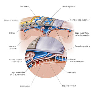 Meninges of the brain (coronal section) (Spanish)