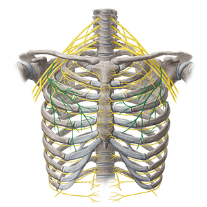 Lateral pectoral nerve (#6652)