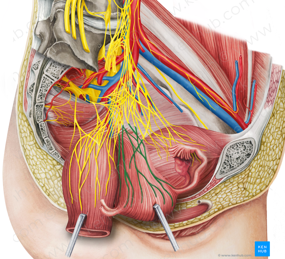 Uterovaginal plexus (#8048)