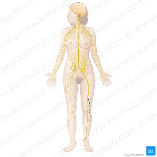 Common fibular nerve (#6662)