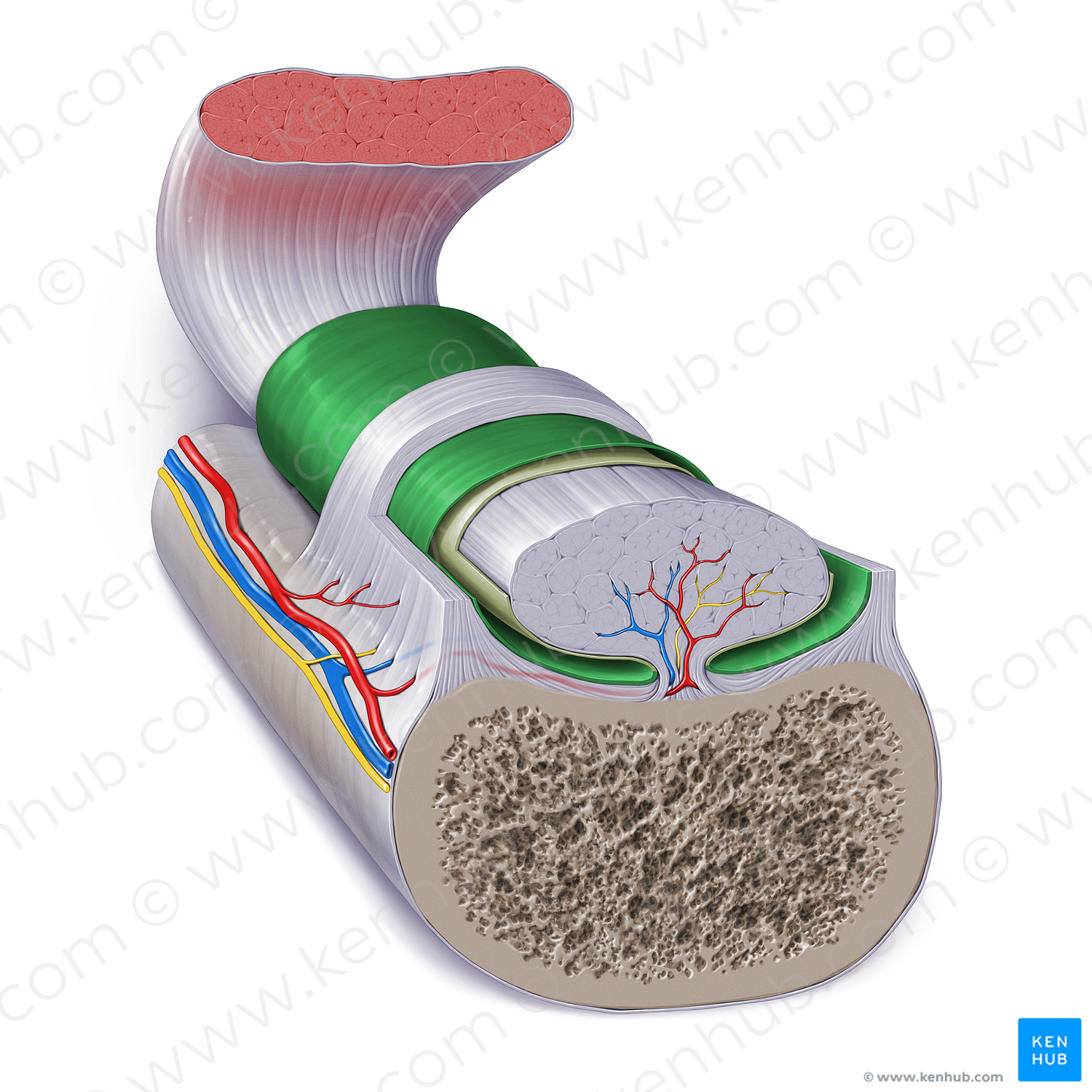 External synovial layer of tendon sheath (#17277)