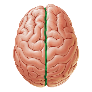 Longitudinal cerebral fissure (#19056)