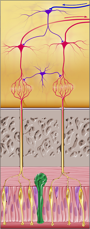 Olfactory glands (of Bowman) (#20909)