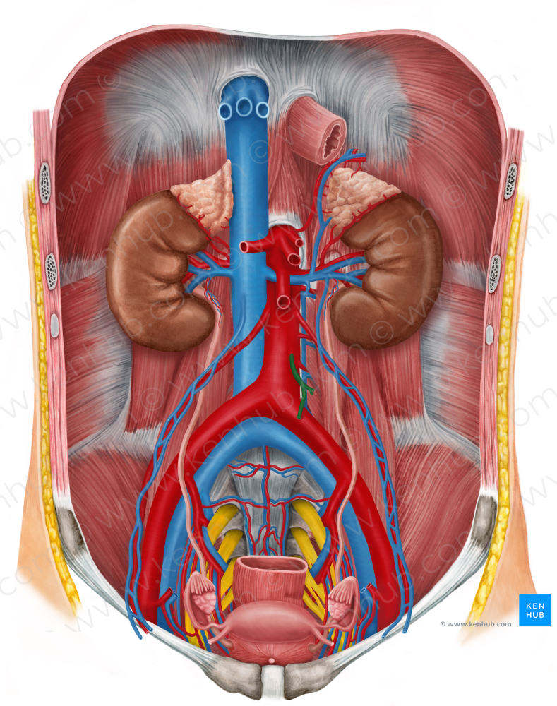 Inferior mesenteric artery (#1514)