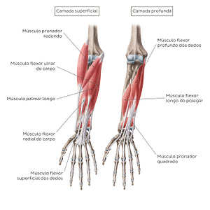 Flexors of the forearm (Portuguese)