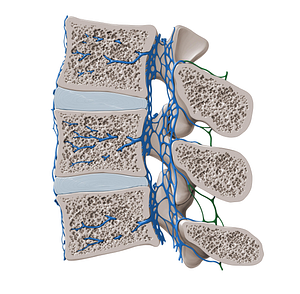 Posterior external vertebral venous plexus (#8080)