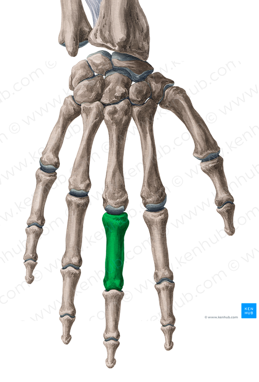 Proximal phalanx of 3rd finger (#7924)