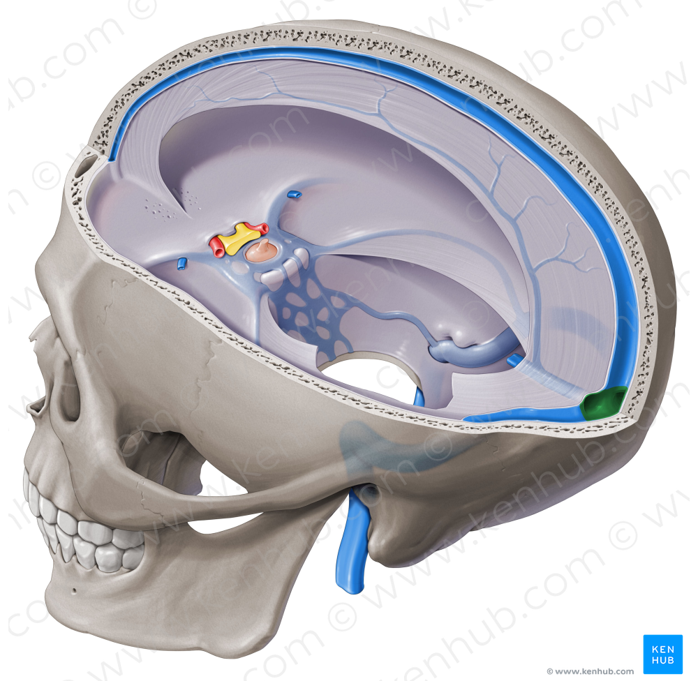 Confluence of sinuses (#2833)