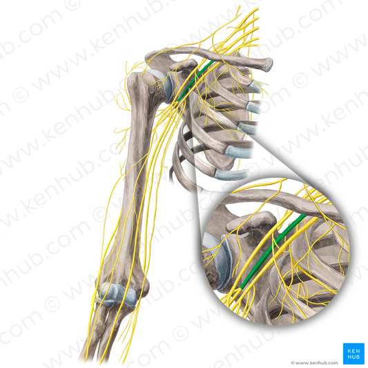 Posterior cord of brachial plexus (#3615)