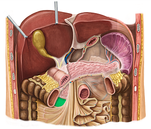 Horizontal part of duodenum (#7715)