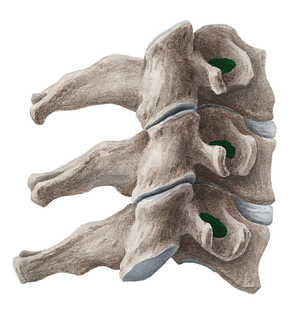 Transverse foramen of vertebra (#3815)