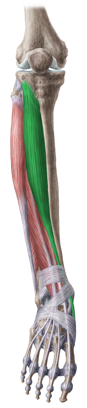 Tibialis anterior muscle (#6101)