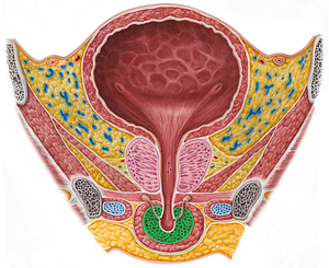 Corpus spongiosum of penis (#2991)