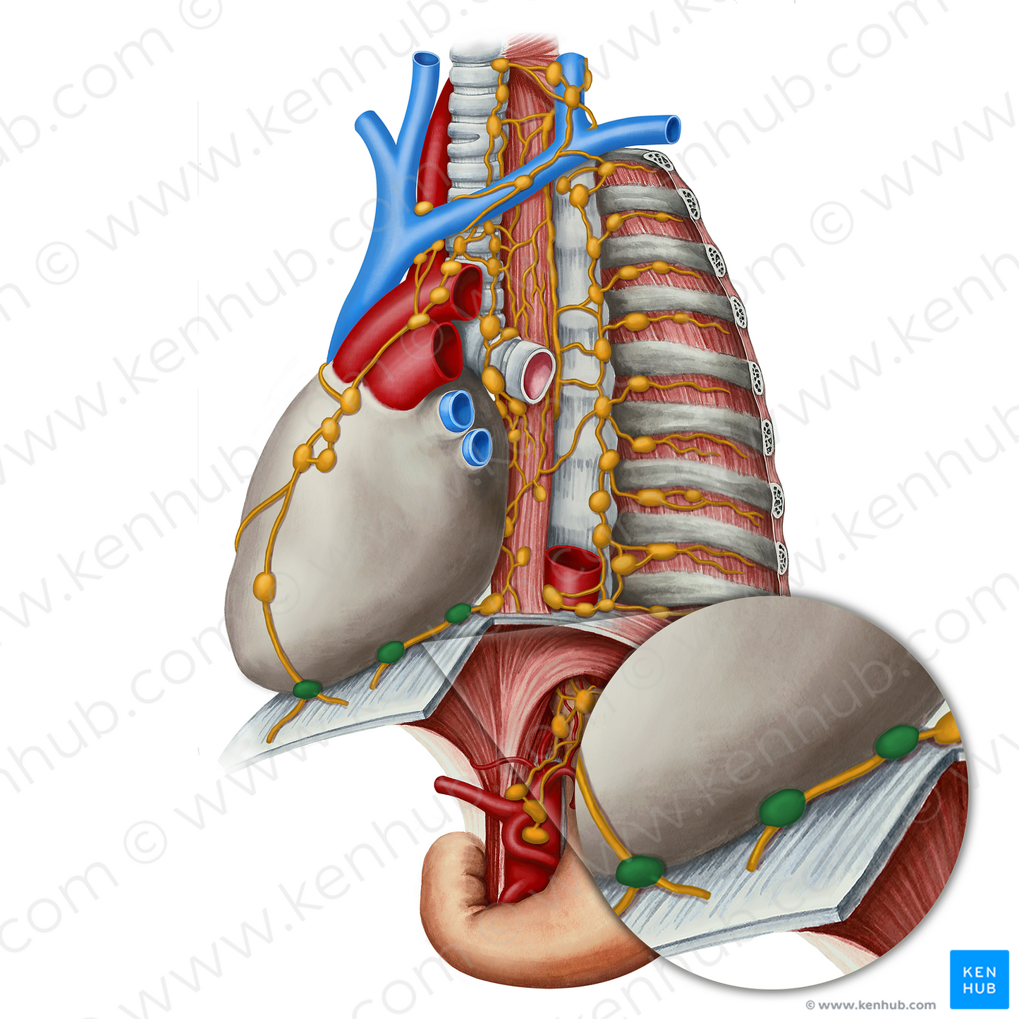 Lateral pericardial lymph nodes (#21825)