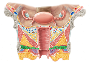 Deep transverse perineal muscle (female) (#6122)